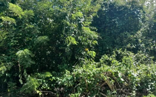 Land For Sale Moriah,Tobago