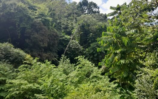 Land For Sale Golden Lane, Tobago
