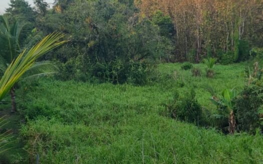 Land For Sale in Williamsville