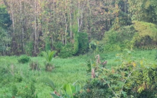 Land For Sale in Williamsville