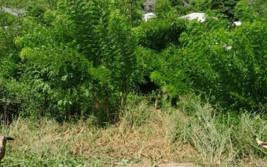 Land For Sale Land in Tobago